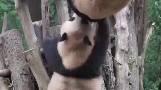 The Daily life of pandas