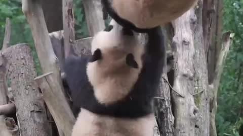 The Daily life of pandas