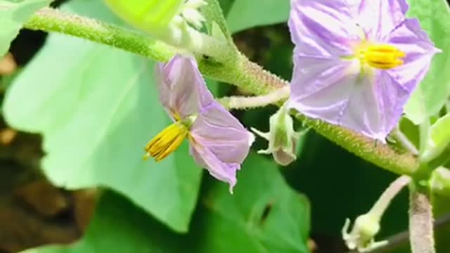 #animals_Small_bee #collecting_hunny #sri_lanka