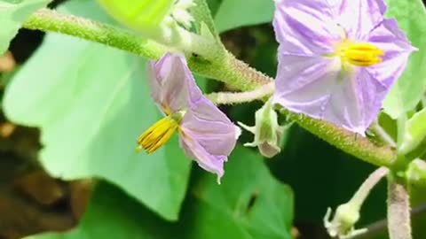 #animals_Small_bee #collecting_hunny #sri_lanka