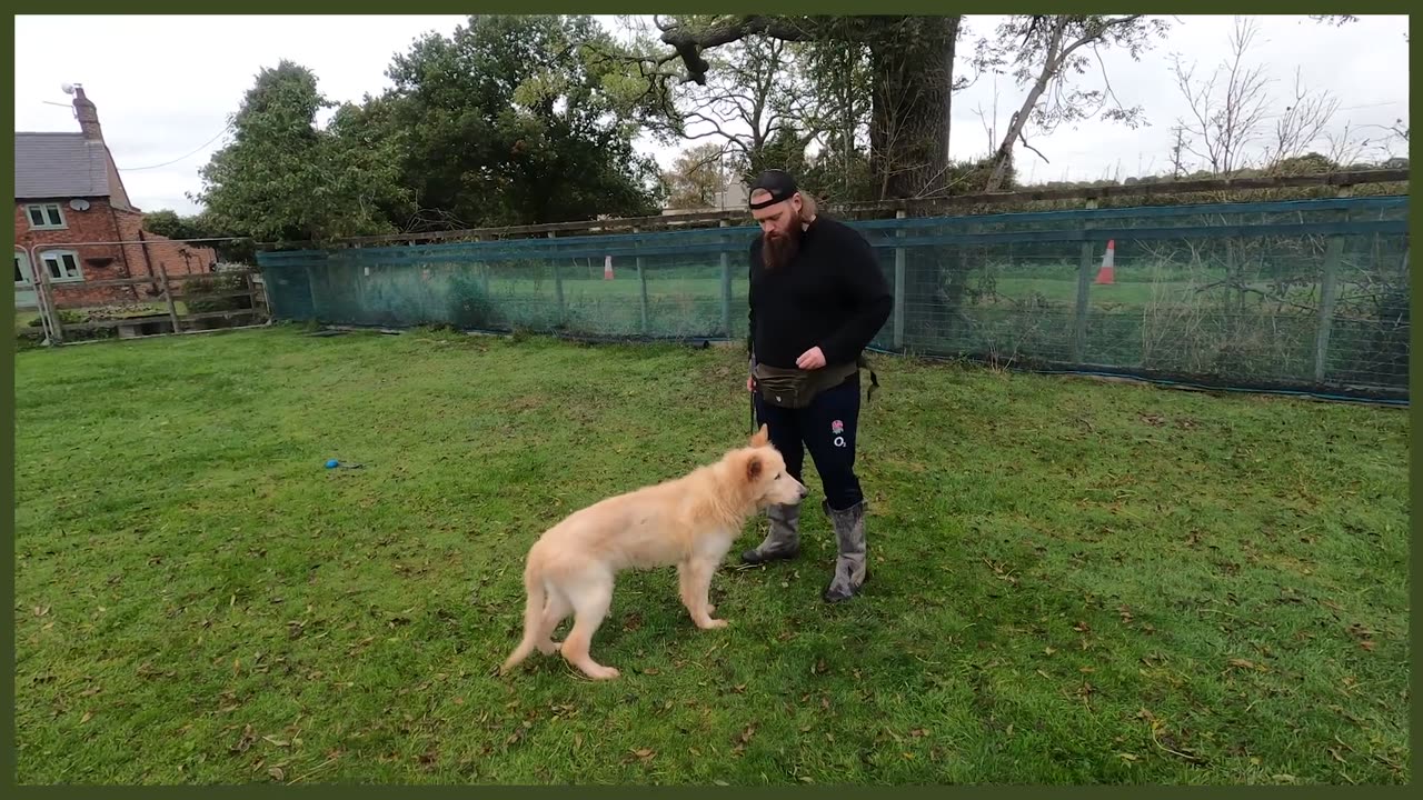 AGGRESSIVE GERMAN SHEPHERD TRIES TO BITE DOG TRAINER