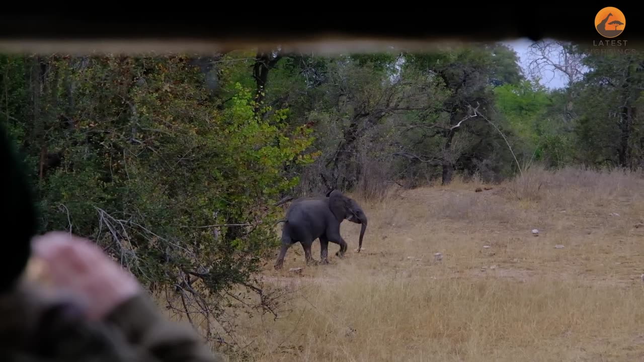 .Lions Find Lost Baby Elephant,