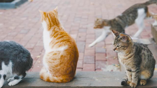 Four cats are playing very funny video