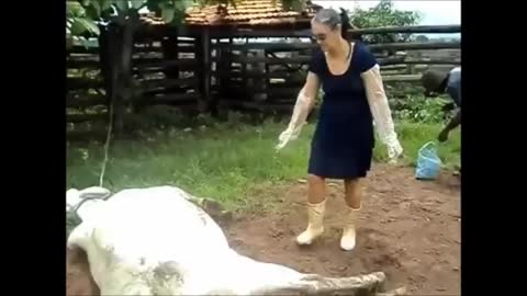 A powerful kick from the cow