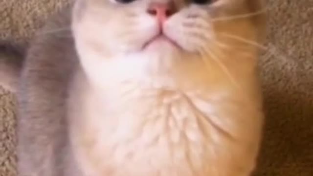 Funny Cats and Kittens Meowing Compilation 2021