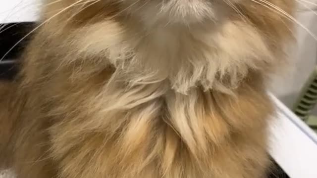 A cat doing its lips feels disgusting