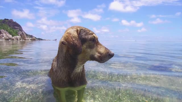 Funny Dog Plays on the Beach