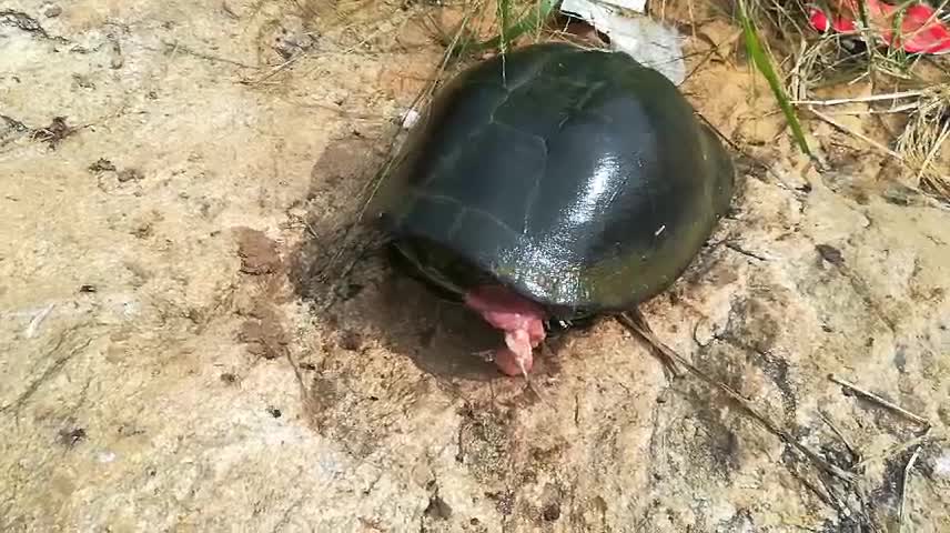 Caught the South Africa's legendary hard shell water turtle by hook and line