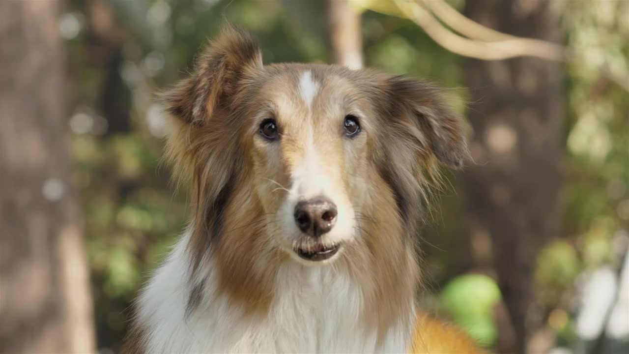 Dog licking nose