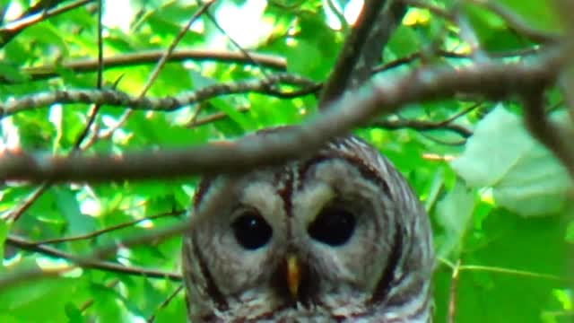 Barred Owl