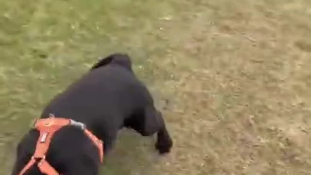 .Dog is fast as hell 😅 #shorts