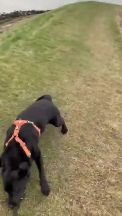 .Dog is fast as hell 😅 #shorts