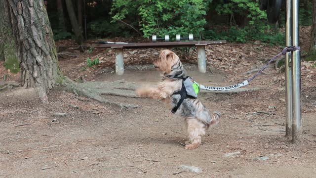 The dog is squirming on a leash