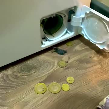 funny|prank|jokes|funny jokes|dad jokes|funny memes|funny video|fun|laughing|funny animal|knock