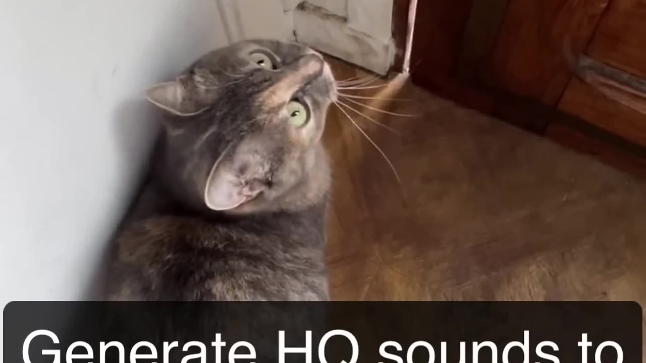 MEOW THAT ATTRACTS CAT