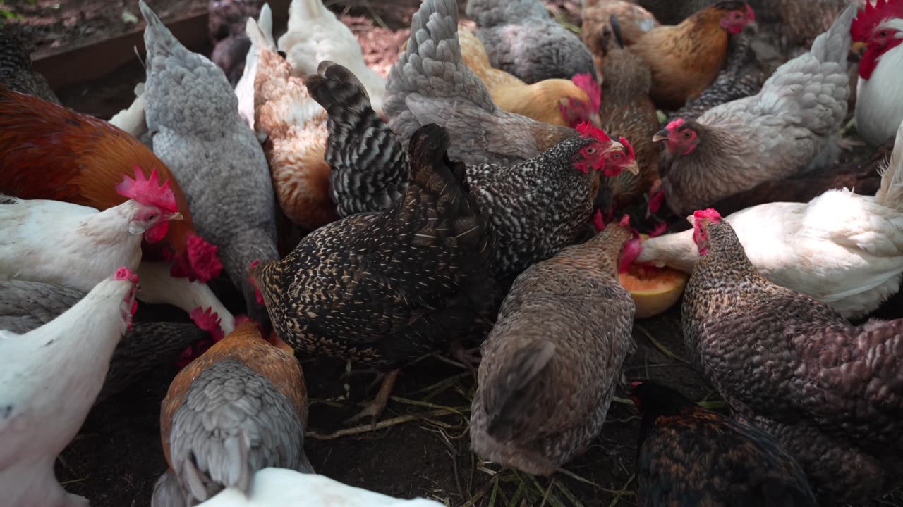Chickens saved me from wasting a cantaloupe.