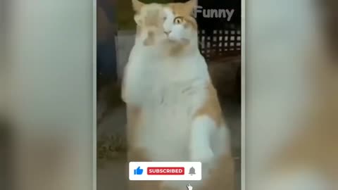 AN'T Watch This Video Without Laughing 😹🔥🐕 _ Try Not To Laugh