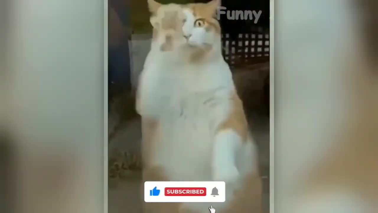 AN'T Watch This Video Without Laughing 😹🔥🐕 _ Try Not To Laugh