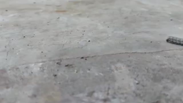 As we go deeper into winter, these processional caterpillars are the next food.