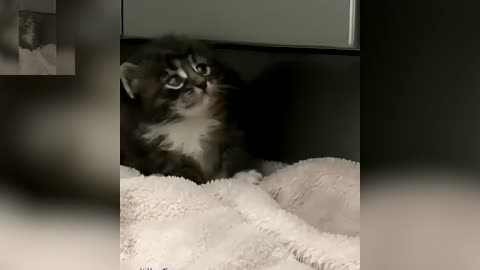 Newborn black kitten