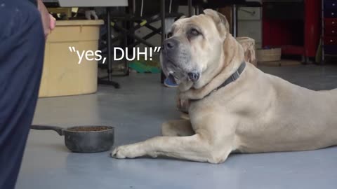 Aggressive dog try to dominate Owner for Alpha