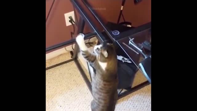 Funniest Cats And Dogs - Best Of The 2022 Funny Animal Videos.#28