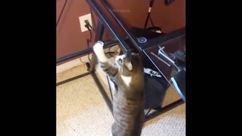 Funniest Cats And Dogs - Best Of The 2022 Funny Animal Videos.#28