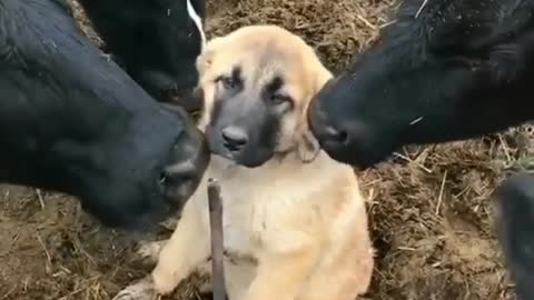 Lots of attention from cows