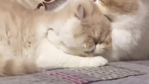 Cute, two cats are eating each other