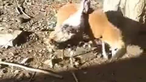 Funny fight4