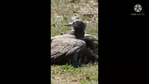 Baby warthog fight........