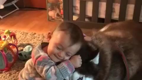 Husky and baby in love