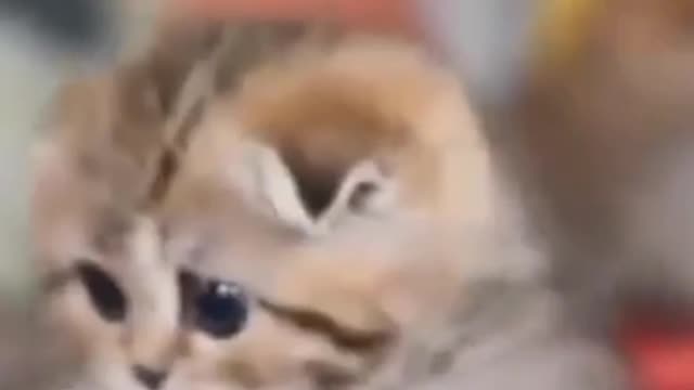 #cute #cat #funny #funnycat #video #funnyvideo #cats #funnycats #cutecats