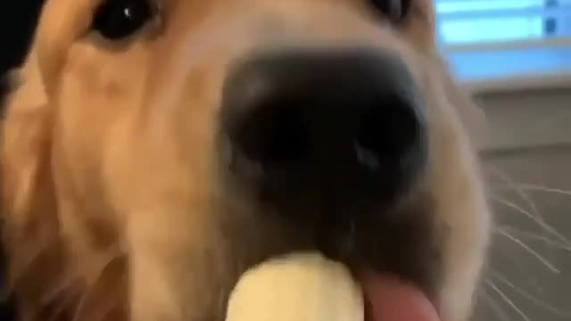 Have you ever seen a dog eat a banana?