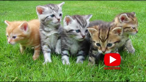 Compilation of funny cat videos.