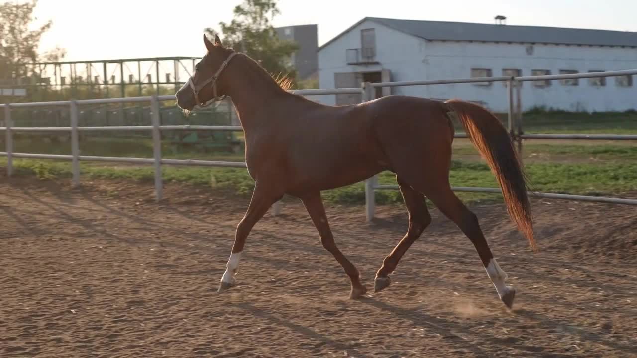 graceful horse in paddock on farm