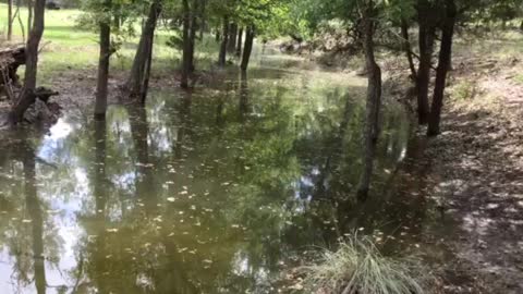 Beautiful Texas pond Lampasas