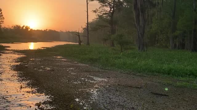 Duck Box Slough Sunrise