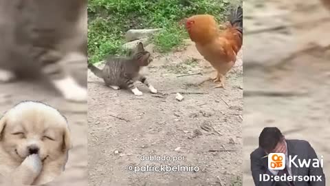 cat is cock