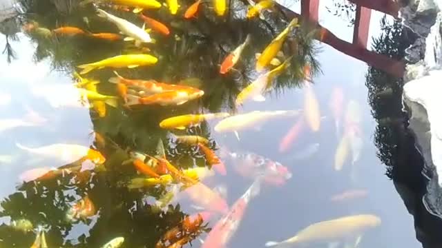 Fishing Koi Tokyo beautiful