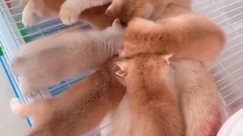 OMG 😱 cute cat 😱😘😘