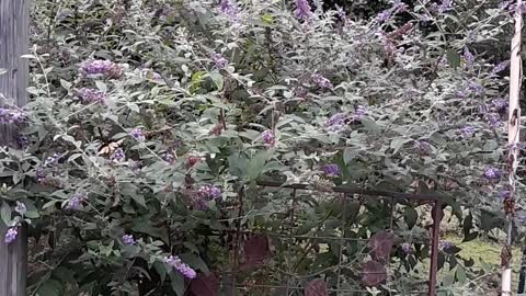 butterfly bush