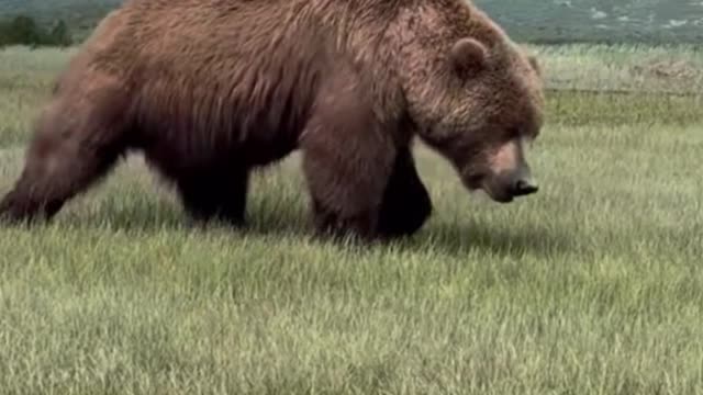 Oh, my God, this bear is so strong