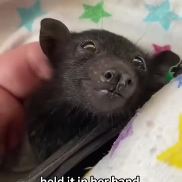 Vat Recued. Cute Story