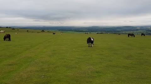 Wild ponies. Whitchurch common. Dartmoor.