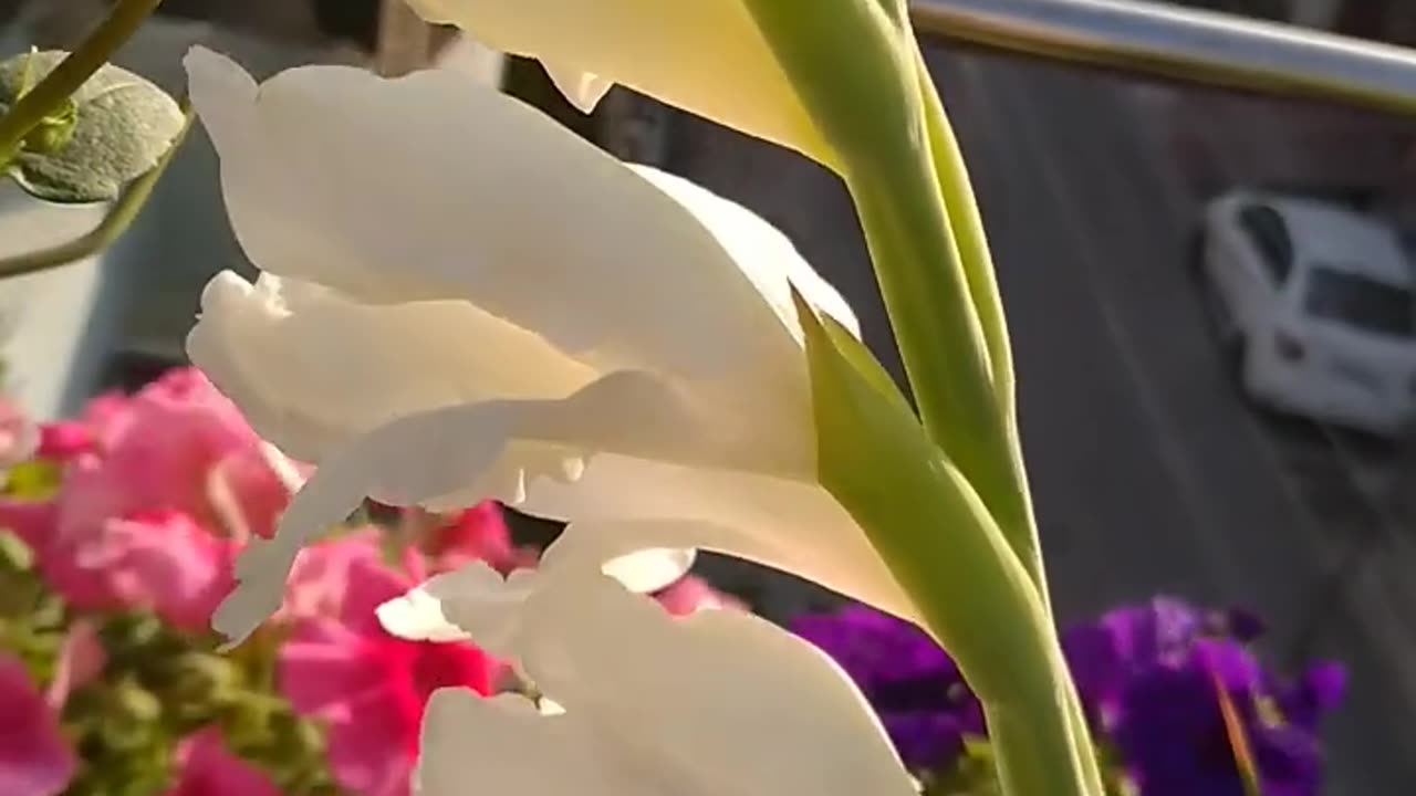 Glorious Gladiolus