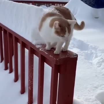 🤣🤣🤣 Kitten sinks in the snow 🤣🤣🤣