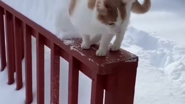 🤣🤣🤣 Kitten sinks in the snow 🤣🤣🤣