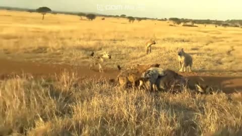 hyenas eating their prey alive, Wildebeest's desperate struggle