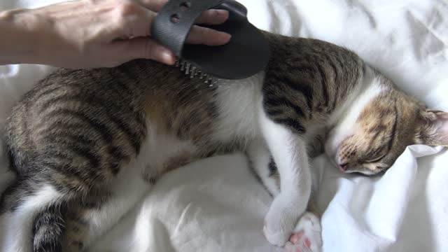 How to Brush a Sleeping Cat